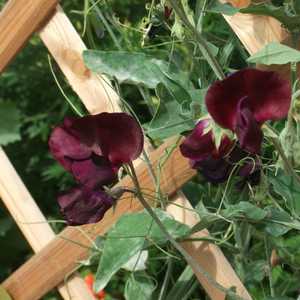 Trellis with Sweat Peas
