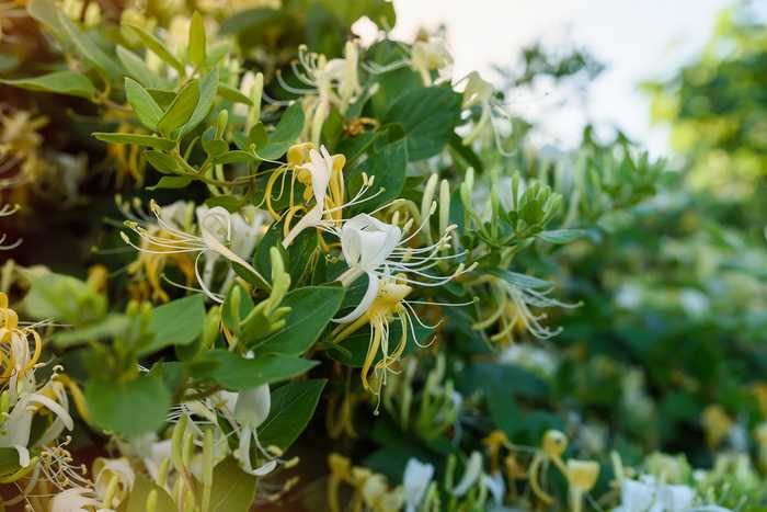 Lonicera periclymenum 'Graham Thomas'