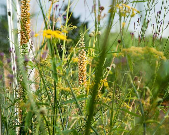 the sitting spiritually garden