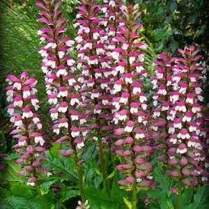 Acanthus Mollis
