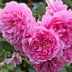 Rosa Harlow Carr