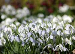 Snowdrops!  By Alison Moore