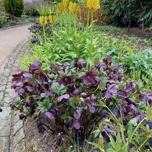 Crown Imperialis Fritiillarias
