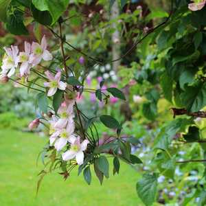Clematis Montana