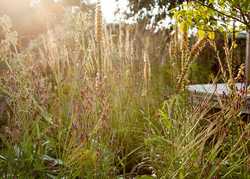 Choked! The garden in July by Katherine Crouch