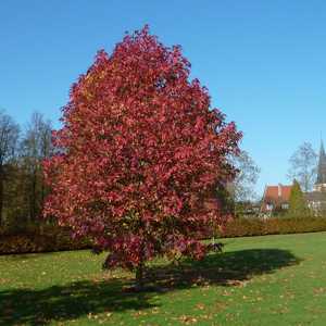 Liquidambar Styraflua