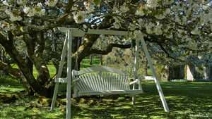 Painted Swing Seat Underneath Flowering Tree