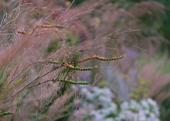 ... Crocosmia going to seed amongst late flowering perennials and grasses.