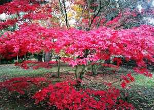 Acer Palamatum 'Osakazuki'
