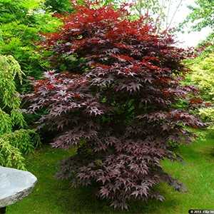 Acer Palmatum "Bloodgood"