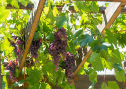 How To Grow Grape Vines On A Pergola In The UK