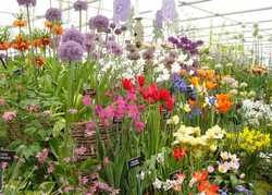 The World's Greatest Flower Show & What Not To Miss....