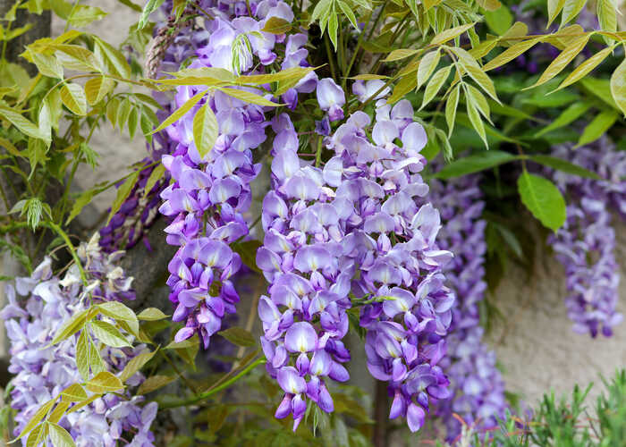 Close up of some beautiful purple wisteria flowers