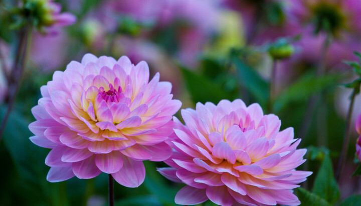 Dahlia Dreaming <br> by Katherine Crouch