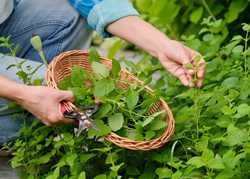 The Guide to Essential Herbs <br> by Katherine Crouch