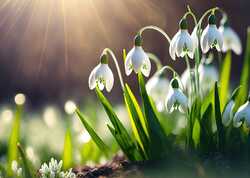 Snowdrop Spectaculars