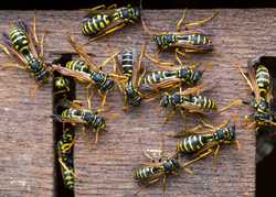 Wasps....Friend or Foe of Your Swing Seat?