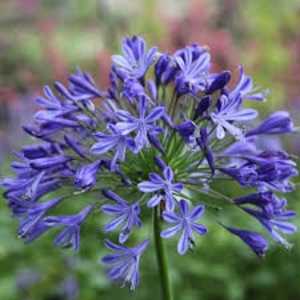 Agapanthus