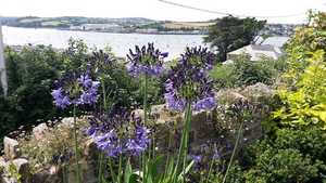 Agapanthis in a North Devon Coastal Garden