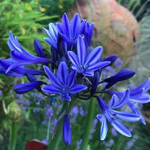 Agapanthus Navy Blue