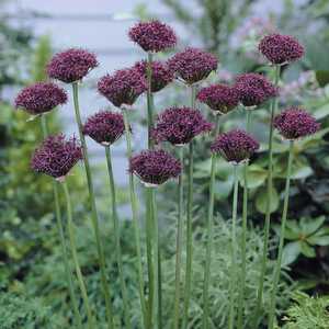 Allium Atropurpureum