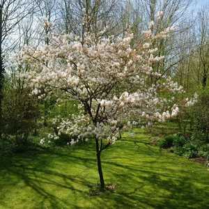 Amelanchier Lamarkii