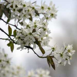 Amelanchier Lamarkii