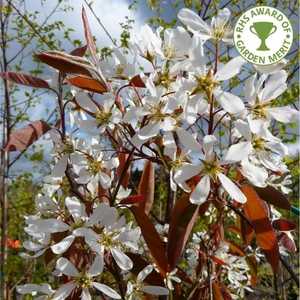 Amelchanchier Lamarkii