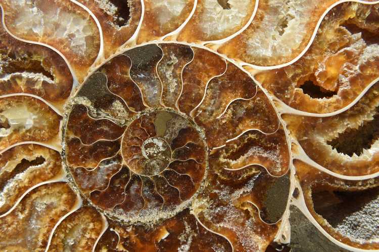 Embedded Ammonites