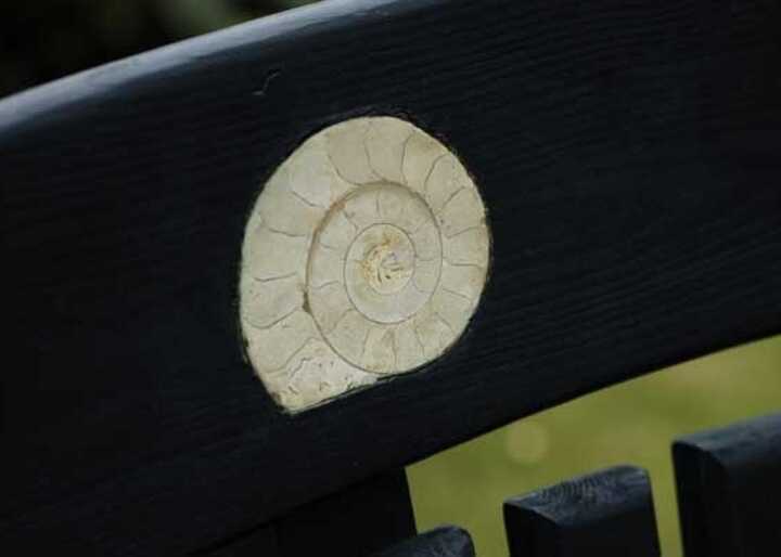 Embedded Ammonites