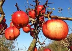 Pruning Deciduous Trees & Shrubs by Katherine Crouch