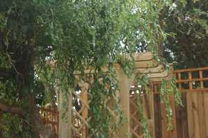 Small Garden Arbour with Seats under willow