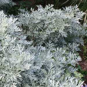 Artemisia