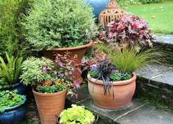Pots & Planters for Autumn