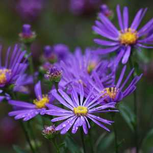 Aster Veilchenkonigen