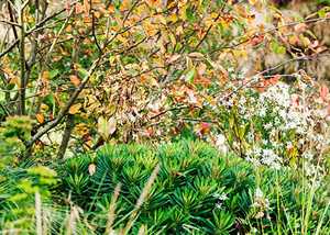 Autumn Foliage of Amelanchier