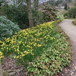 Narcissus February Gold