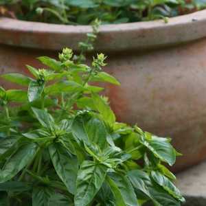 Basil, clay pot