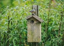 Pollinators & wildlife by Sarah Jarman