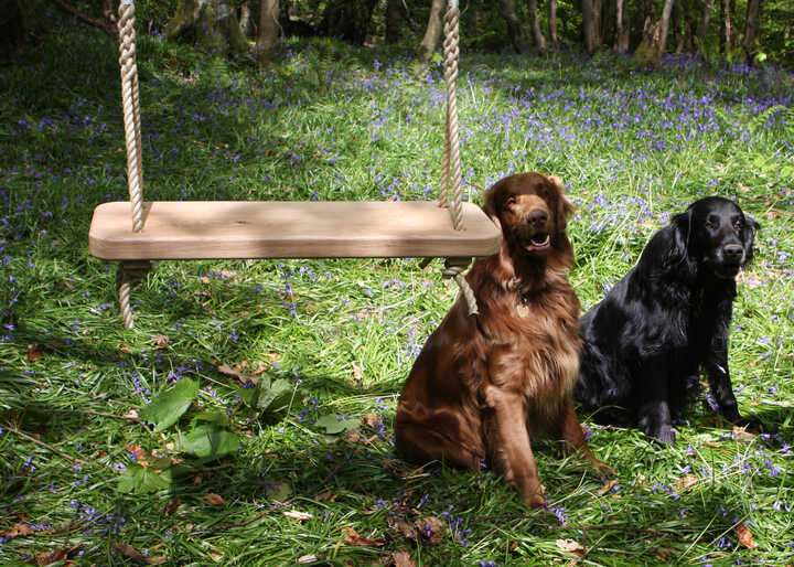 bluebells, medium, 2 dogs.jpg