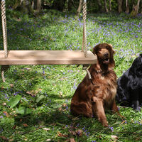 bluebells, medium, 2 dogs.jpg