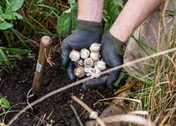 Bulb Planting in the Sitting Spiritually Garden