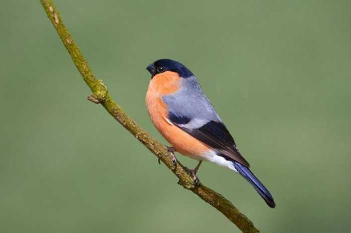 Bullfinch (Pyrrhula pyrrhula) – Photo credit: Stan Ashbourne (https://www.flickr.com)