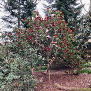 Rhodendron Barbatum