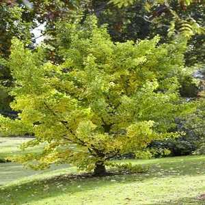 Gingko Biloba