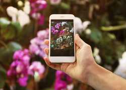The Most Instagrammed Flowers at The RHS Chelsea Flower Show 2021 The Most Instagrammed Flowers at The RHS Chelsea Flower Show 2021