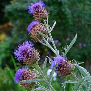 Cardoon