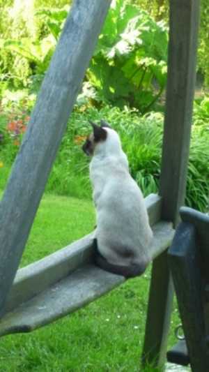 Try telling the cat it's meant to be a drinks shelf!