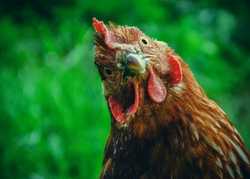 Should I keep chickens in my back garden? Pros and cons Should I keep chickens in my back garden? Pros and cons