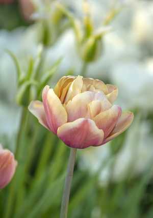 Tulipa ‘La Belle Epoque’ – Arundel Castle Gardens